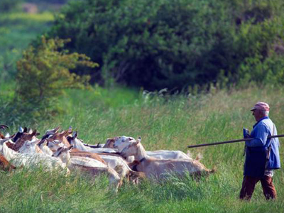 Όταν οι κατσίκες προβλέπουν καταστροφές